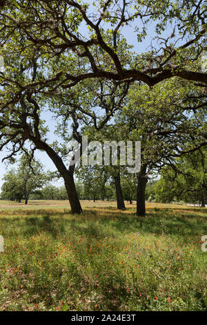 Una parte del terreno del Lyndon B. Johnson Ranch, una volta che la sua e di sua moglie Lady Bird's, la casa e la posizione del Texas Casa Bianca ora sia nazionali sia stato parco vicino a Stonewall, Texas Foto Stock