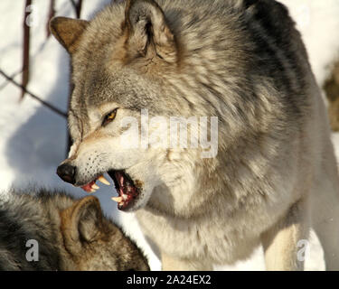 Legname lupi in inverno Foto Stock