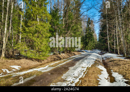 Primavera nel bosco.splende il caldo sole.i resti di scioglimento della neve da raggi solari. Foto Stock
