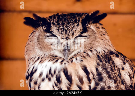 Grande gufo cornuto in piedi con gli occhi chiusi. La testa di un sonno owl closeup Foto Stock