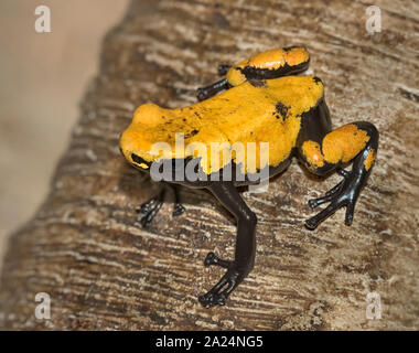 Nero-zampe Dart di veleno (Rana Phyllobates bicolore) sulla struttura ad albero Foto Stock