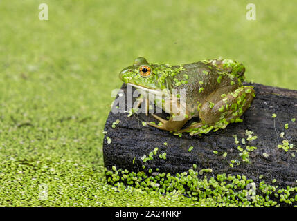 American Bullfrog a Legdes parco statale, Iowa, USA Foto Stock