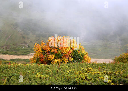 Sfondo fotografico bellissimo albero autunno in montagna Foto Stock