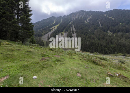 Europa francia alti Pirenei 2018 : Moody immagine di alti Pirenei foreste in estate. Foto Stock