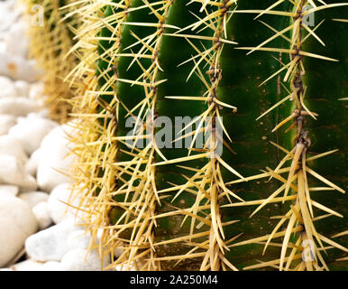 Cactus con picchi macro su pietre bianche Foto Stock