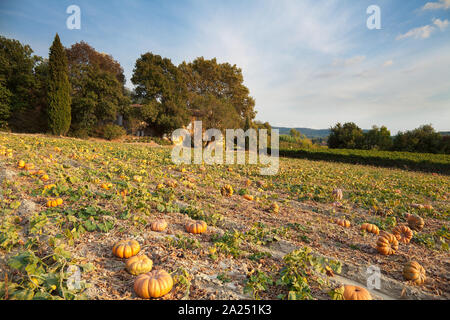 Un campo di zucche vicino Ménerbes, Provenza, Francia Foto Stock
