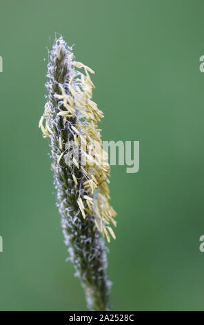 Fleolo (Phleum pratense) closeup Foto Stock