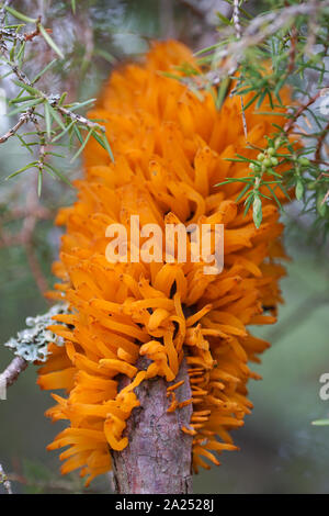 Telia emergente dalla corteccia di ginepro, pera ruggine (Gymnosporangium sabinae) Foto Stock