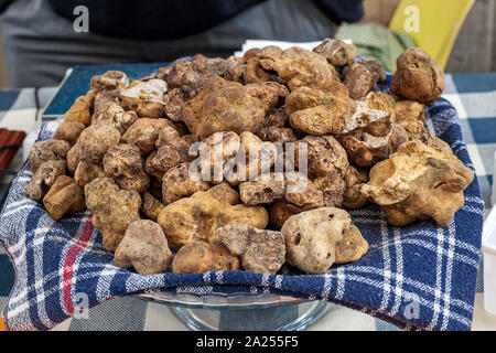 Vista ravvicinata del famoso tartufo bianco in Piemonte, Italia settentrionale. Foto Stock