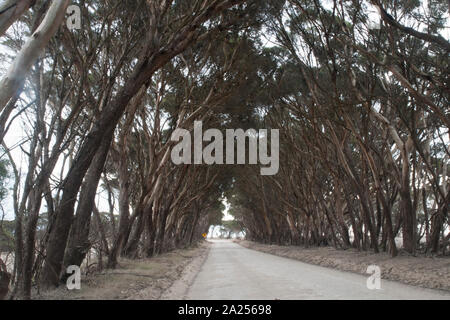 Kangaroo Island in Australia, gum tree arco country road nel tardo pomeriggio la luce Foto Stock