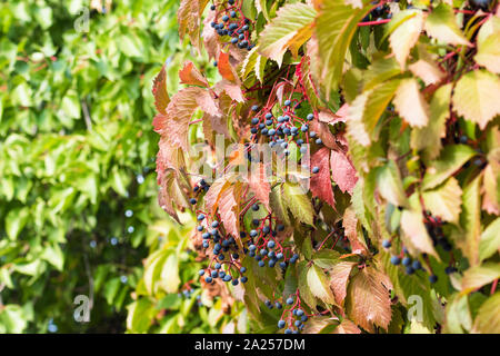 Virginia superriduttore (Parthenocissus quinquefolia) bacche Foto Stock