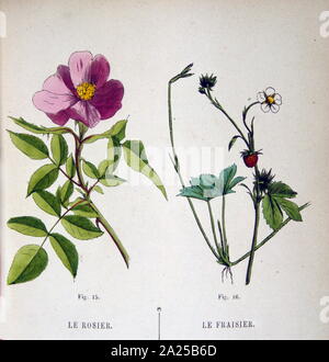 1934 Il francese, botanico illustrazione di una rosa e di un impianto di fragola Foto Stock