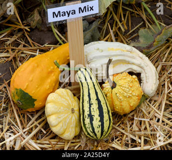 Maya Mix, ist ein Zierkuerbis und eine schoene attraktive Gartenfrucht. Maya Mix, è una zucca ornamentale; e un bellissimo giardino attraente di frutta. Foto Stock