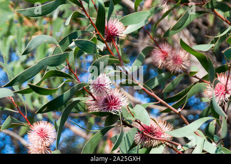 Kangaroo Island in Australia, fiori di pin-cushion hakea un Australasian native Foto Stock