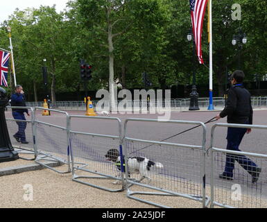 The Mall in rotta verso Buckingham Palace di Londra, fissato dalla polizia con sniffer cane, durante la visita di Stato del presidente Donald Trump Giugno 2019 Foto Stock