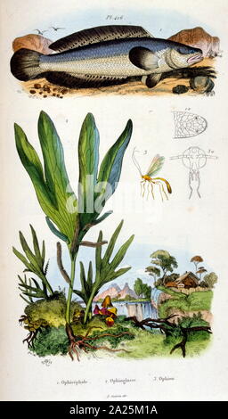 Botaniche e zoologiche di illustrazione di F. E. Guérin. Da Dictionnaire pittoresco d'histoire Naturelle et des phénomènes de la nature - 1833/1834 Foto Stock