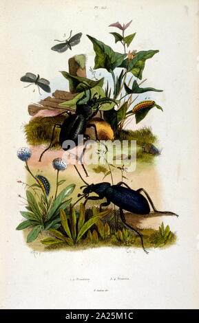 Botaniche e zoologiche di illustrazione di F. E. Guérin. Da Dictionnaire pittoresco d'histoire Naturelle et des phénomènes de la nature - 1833/1834 Foto Stock