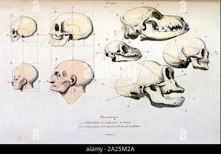 Il Phrenology (anatomica), illustrazione di F. E. Guérin. Da Dictionnaire pittoresco d'histoire Naturelle et des phénomènes de la nature - 1833/1834 Foto Stock