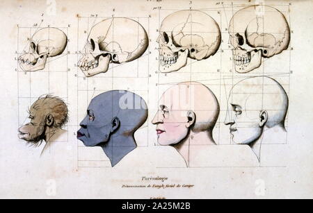 Il Phrenology (anatomica), illustrazione di F. E. Guérin. Da Dictionnaire pittoresco d'histoire Naturelle et des phénomènes de la nature - 1833/1834 Foto Stock