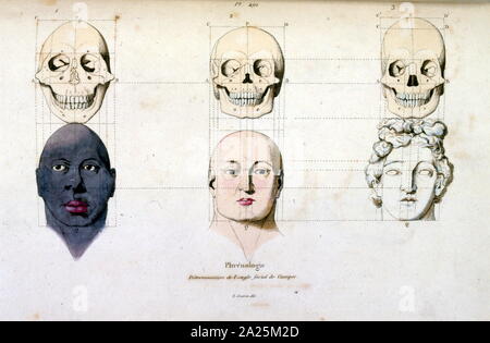 Il Phrenology (anatomica), illustrazione di F. E. Guérin. Da Dictionnaire pittoresco d'histoire Naturelle et des phénomènes de la nature - 1833/1834 Foto Stock