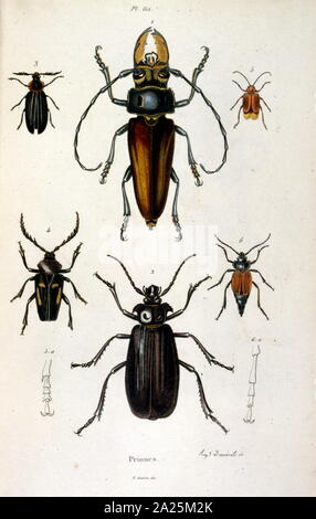 Botaniche e zoologiche di illustrazione di F. E. Guérin. Da Dictionnaire pittoresco d'histoire Naturelle et des phénomènes de la nature - 1833/1834 Foto Stock