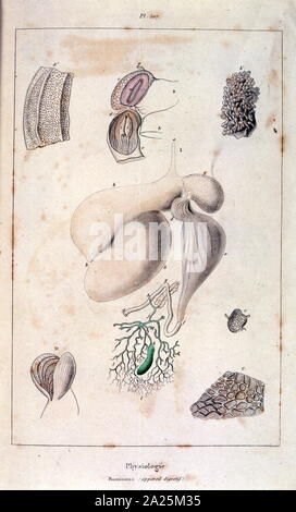 Illustrazione anatomica da F. E. Guérin. Da Dictionnaire pittoresco d'histoire Naturelle et des phénomènes de la nature - 1833/1834 Foto Stock