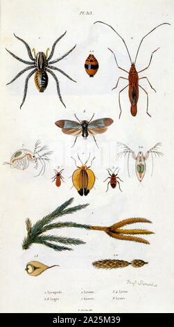 Botaniche e zoologiche di illustrazione di F. E. Guérin. Da Dictionnaire pittoresco d'histoire Naturelle et des phénomènes de la nature - 1833/1834 Foto Stock