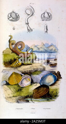 Botaniche e zoologiche di illustrazione di F. E. Guérin. Da Dictionnaire pittoresco d'histoire Naturelle et des phénomènes de la nature - 1833/1834 Foto Stock