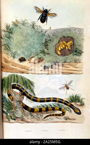 Botaniche e zoologiche di illustrazione di F. E. Guérin. Da Dictionnaire pittoresco d'histoire Naturelle et des phénomènes de la nature - 1833/1834 Foto Stock