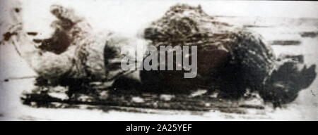 Fotografia del cadavere di Grigori Rasputin. Grigori Yefimovich Rasputin (1869-1916) un russo mistica e auto-proclamato santo-uomo, che ha avuto grande influenza nel tardo Impero russo. Foto Stock