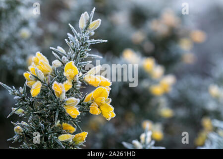 Gorse comune; Ulex Europaeus; fiori in gelo; Cornovaglia; Regno Unito Foto Stock
