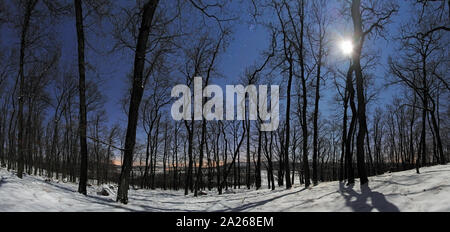 Panorama della foresta in inverno notte di luna Foto Stock