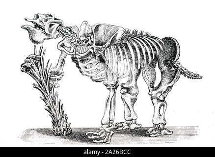 Una incisione raffigurante lo scheletro di un Megatherium (massa gigante bradipo) principalmente sud americana di mammiferi circa le dimensioni di un elefante - Upper Pliocene e Pleistocene periodi. Datata del XIX secolo Foto Stock