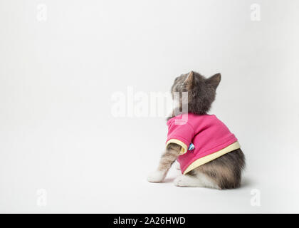 Carino di giocoso il gattino in scarlet shirt su sfondo bianco Foto Stock