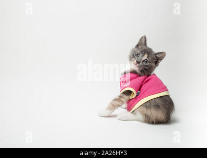 Carino di giocoso il gattino in scarlet shirt su sfondo bianco Foto Stock