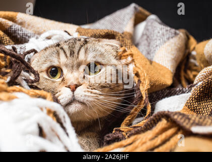 Scottish cat avvolto in una calda coperta. Close-up Foto Stock