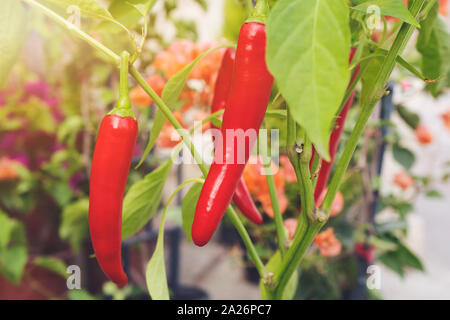 Peperoncino, semplice foglie e frutta è berry, pericarpo è coriacea o succulenti che passa dal verde al rosso porpora rosso arancio, unriped frutti sono gr Foto Stock