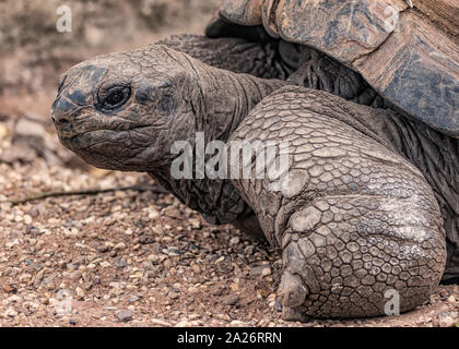 Un close-up di una tartaruga Aldabra Foto Stock