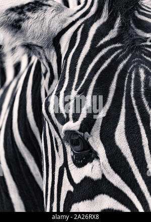 Close-up di un captive Chapman's Zebra Foto Stock