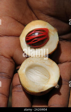L'uomo africano tenendo aperto dei due metà di un intero noce moscata frutta con il dado e il macis ancora intatto nel mezzo, Spice farm, Zanzibar, isola di Unguja, Tanzania. Foto Stock