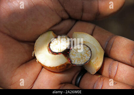 L'uomo africano tenendo due tagliata aperta metà di una noce moscata frutto per metà con il dado e il macis ancora intatto nel mezzo, Spice farm, Zanzibar, isola di Unguja, Tanzania. Foto Stock