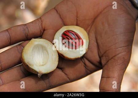 L'uomo africano tenendo due tagliata aperta metà di una noce moscata frutto per metà con il dado e il macis ancora intatto nel mezzo, Spice farm, Zanzibar, isola di Unguja, Tanzania. Foto Stock