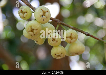 Bianco mele malese sul ramo, Syzygium malaccense, Spice Farm, Zanzibar, Tanzania. Foto Stock