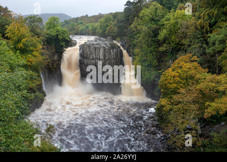 Forza elevata, Teesdale, County Durham, Regno Unito. 1 Ott 2019. Regno Unito Meteo. Inondazione di tuoni oltre a forza elevata dopo forti piogge causato livelli d'acqua del Fiume Tees in Inghilterra del Nord Est a salire in maniera spettacolare. Credito: David Forster/Alamy Live News Foto Stock