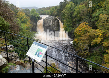 Forza elevata, Teesdale, County Durham, Regno Unito. 1 Ott 2019. Regno Unito Meteo. Inondazione di tuoni oltre a forza elevata dopo forti piogge causato livelli d'acqua del Fiume Tees in Inghilterra del Nord Est a salire in maniera spettacolare. Credito: David Forster/Alamy Live News Foto Stock