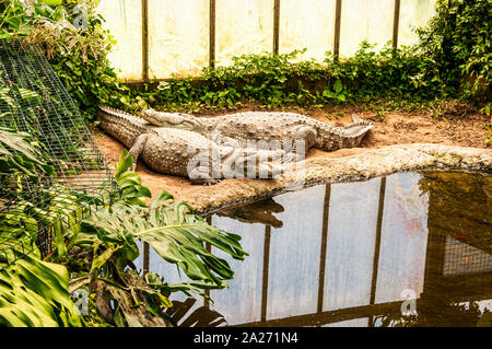 Due grandi di colore marrone chiaro coccodrilli, uno schiusi, giacciono su un banco di sabbia di una piscina circondata da una vegetazione di crogiolarsi nella luce del sole attraverso un muro opaco Foto Stock