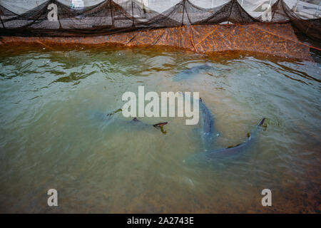 Live storioni in gabbia nel pesce di allevamento. Foto Stock