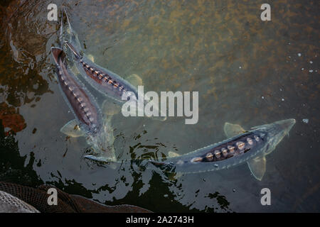 Live storioni in gabbia nel pesce di allevamento. Foto Stock