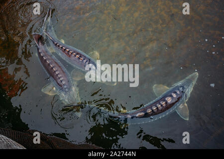 Live storioni in gabbia nel pesce di allevamento. Foto Stock