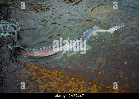 Live storioni in gabbia nel pesce di allevamento. Foto Stock